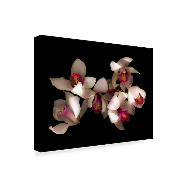 Susan S. Barmon 'Pink And Fuchsia Orchid 1' Canvas Art,35x47